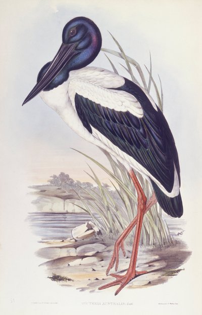 Schwarzhalstorch, Gravur von John Gould von John Gould