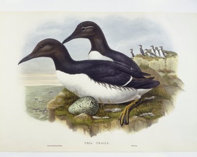 Trottellumme (Uria aalge) von John Gould