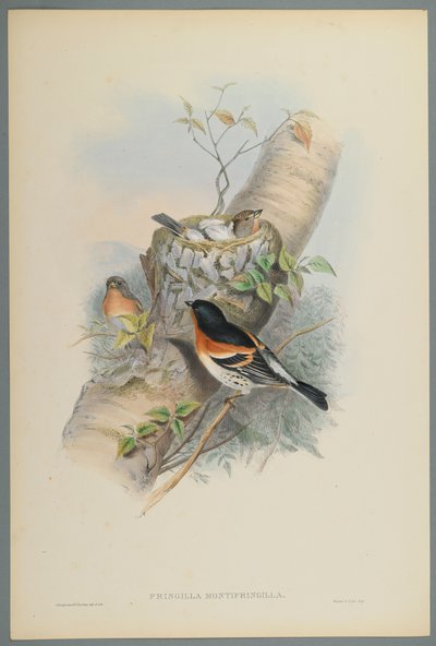 Bergfink von John Gould