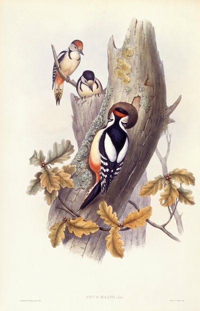 Buntspecht (Dendrocopos major), Gravur von John Gould von John Gould