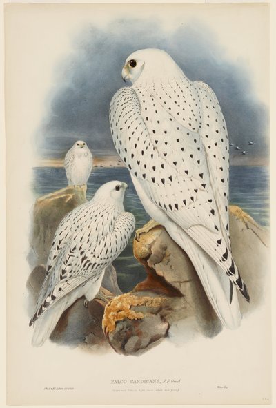 Grönlandfalke von John Gould
