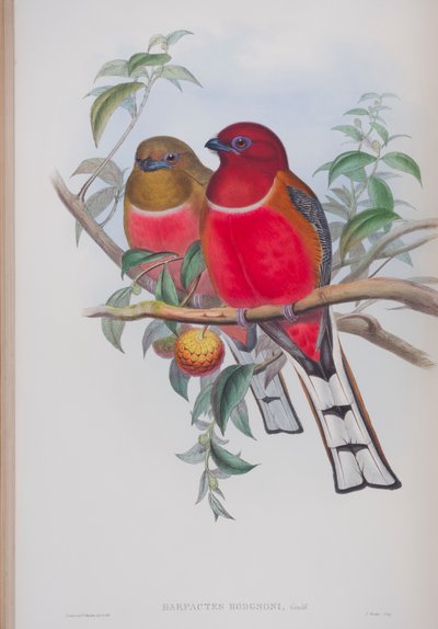 Harpactes Hodgsoni, Tafel aus Die Vögel von Großbritannien von John Gould, veröffentlicht 1862-73 von John Gould