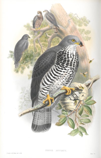 Illustration des Wespenbussards von John Gould