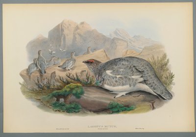 Alpenschneehuhn, Herbstkleid von John Gould
