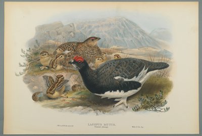 Alpenschneehuhn, Sommerkleid von John Gould