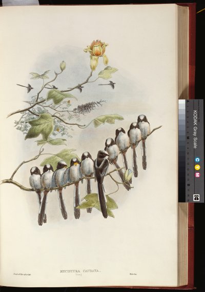 Schwanzmeise von John Gould