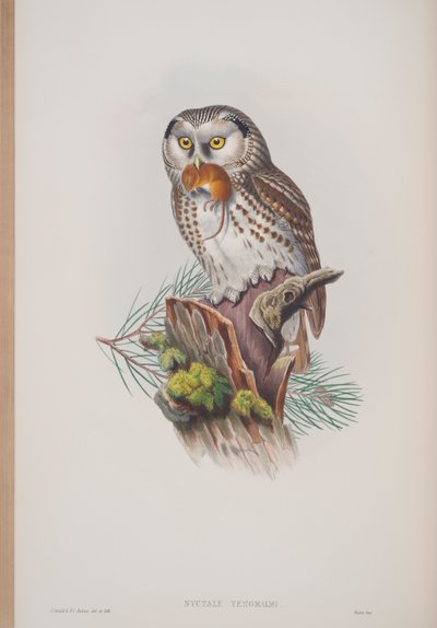 Nyctale Tengmalmi, Tafel aus Die Vögel von Großbritannien von John Gould, veröffentlicht 1862-73 von John Gould
