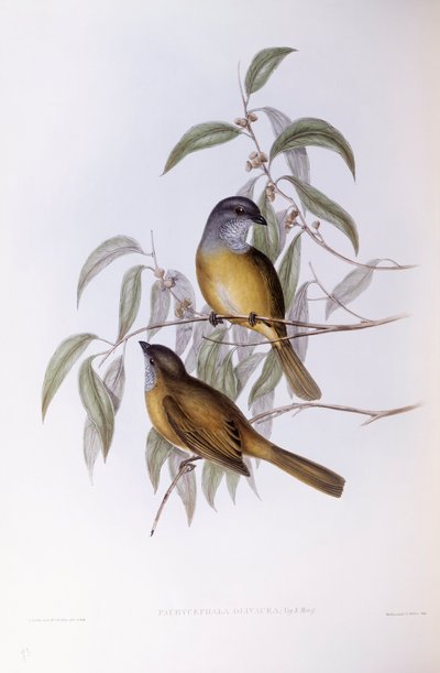 Olivenschnäpper (Pachycephala olivacea), Gravur von John Gould von John Gould