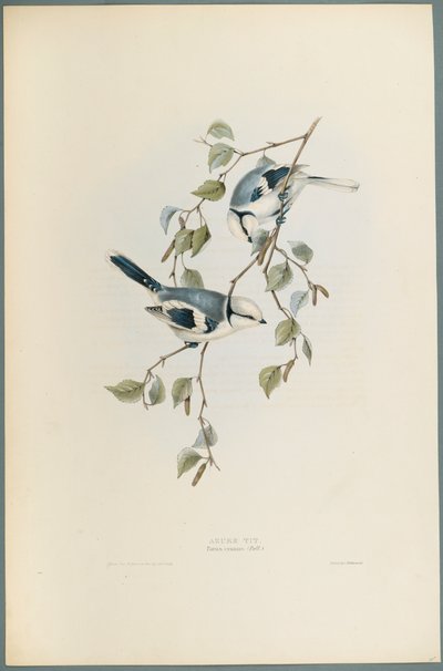 Lasurmeise von John Gould