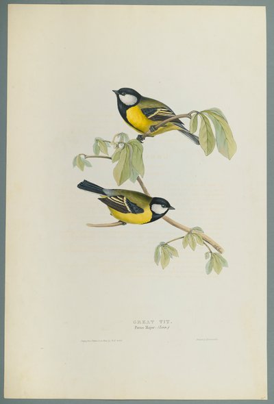 Kohlmeise von John Gould
