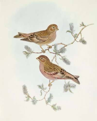 Rosengimpel (Erythrospiza incarnata), Gravur von John Gould von John Gould