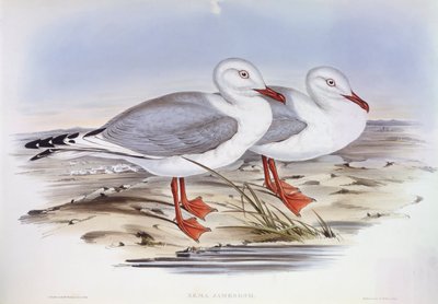 Silbermöwe (Larus novaehollandiae) von John Gould