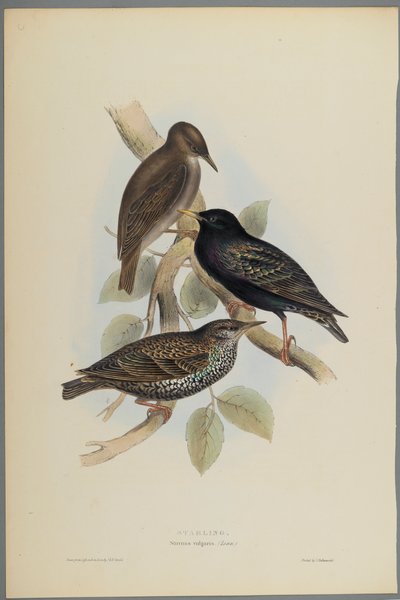 Star von John Gould
