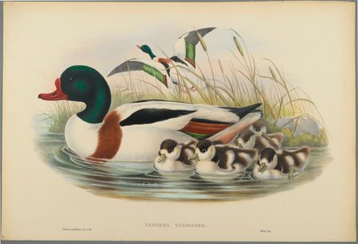 Brandgans von John Gould