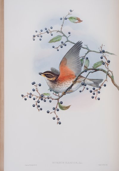 Turdus Illacus, Tafel aus Die Vögel von Großbritannien von John Gould, veröffentlicht 1862-73 von John Gould