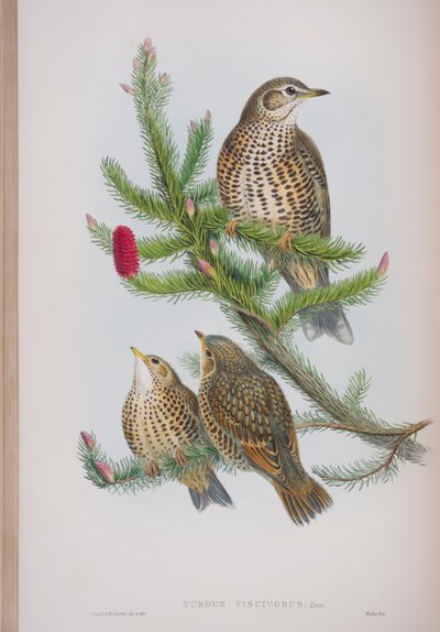 Turdus Viscivorus, Tafel aus Die Vögel von Großbritannien von John Gould, veröffentlicht 1862-73 von John Gould