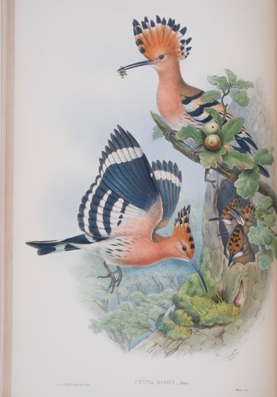 Upupa Epops, Tafel aus Die Vögel von Großbritannien von John Gould, veröffentlicht 1862-73 von John Gould