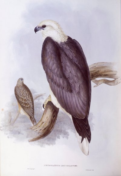 Weißbauchseeadler (Haliaeetus leucogaster) von John Gould
