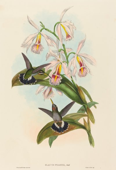 Glaucis fraseri (Frasers Bartkehlchen) von John Gould and H.C. Richter