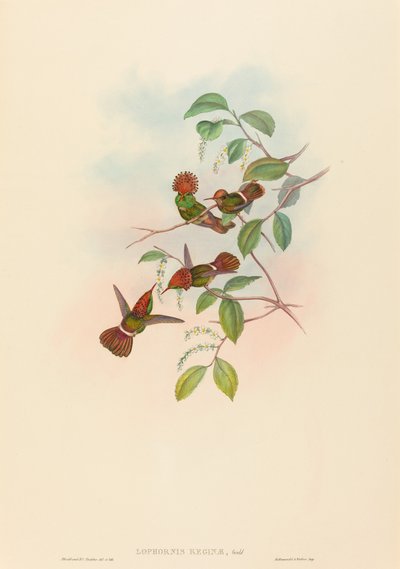Lophornas reginae (Spangled Coquette) von John Gould and H.C. Richter