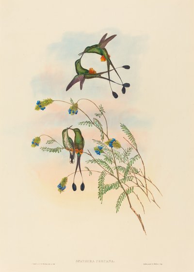 Spathura peruana (Peruanischer Racket-Tail) von John Gould and H.C. Richter