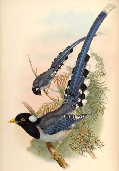 Gelbschnabelblaumagpie Urocissa flavirostris (Blyth) von John Gould and Henry C. Richter