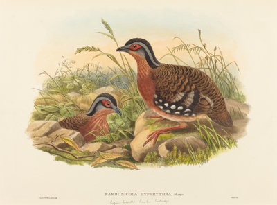 Rostbrust-Bambushuhn (Bambusicola Hyperythra) von John Gould and W. Hart