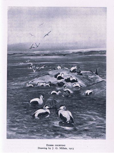 Eiderenten beim Balzen, Natur in Großbritannien veröffentlicht von Collins, 1946 von John Guille Millais