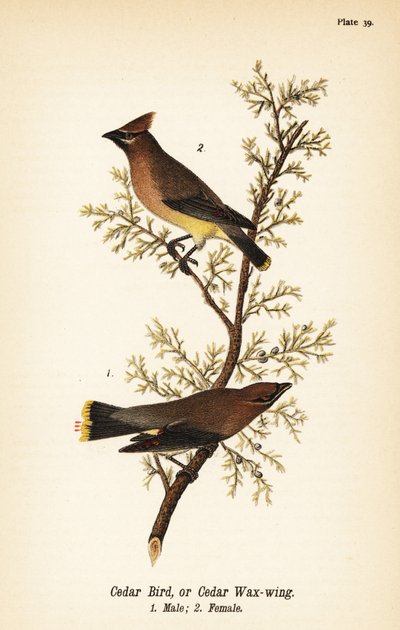 Zedernseidenschwanz, Bombycilla cedrorum, Männchen und Weibchen von John James (after) Audubon