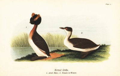 Ohrentaucher, Podiceps auritus, adultes Männchen 1, und Weibchen im Winterkleid von John James (after) Audubon