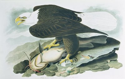 Der Weißkopfseeadler aus 