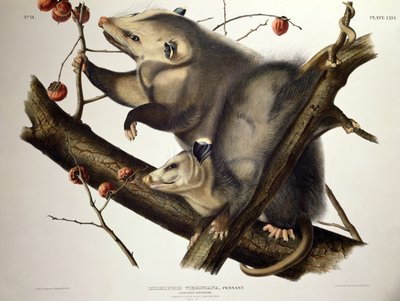 Virginischer Opossum, aus 
