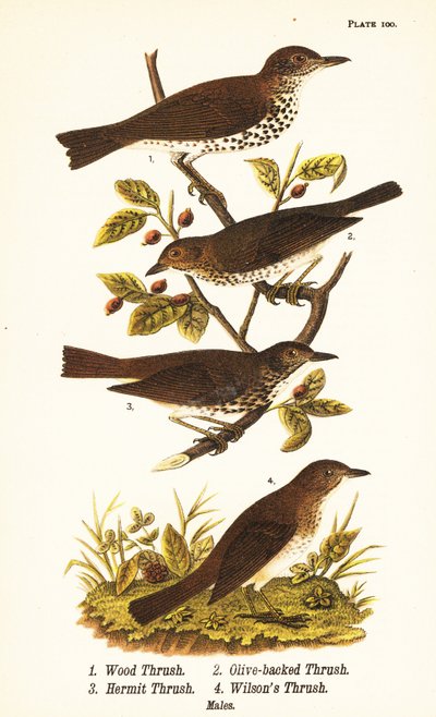 Wald-Drossel, Hylocichia mustelina 1, Swainsons Drossel, Catharus ustulatus 2, Olivrückendrossel oder Einsiedlerdrossel, Catharus guttatus 3, und Rostdrossel oder Wilsons Drossel, Catharus fuscescens 4 von John James (after) Audubon