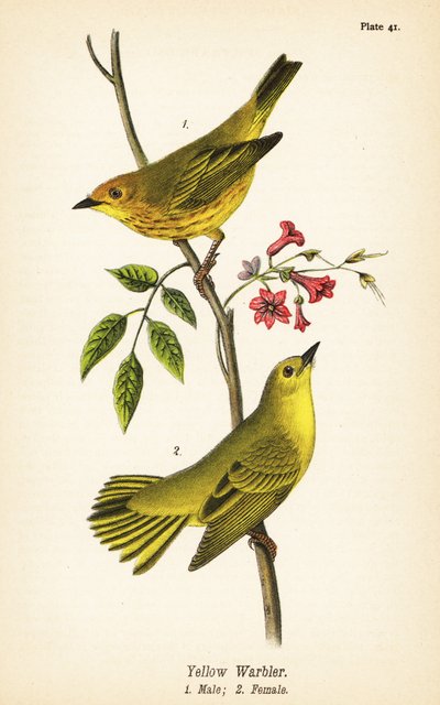 Gelbwaldsänger, Setophaga petechia, Männchen 1, Weibchen 2 von John James (after) Audubon