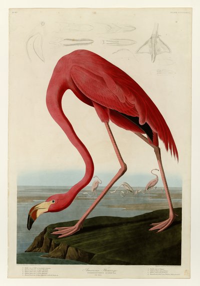 Amerikanischer Flamingo von John James Audubon