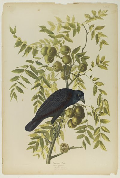 Amerikanische Krähe, gedruckt von Julien Bien und veröffentlicht von Roe Lockwood & Son, 1861 von John James Audubon