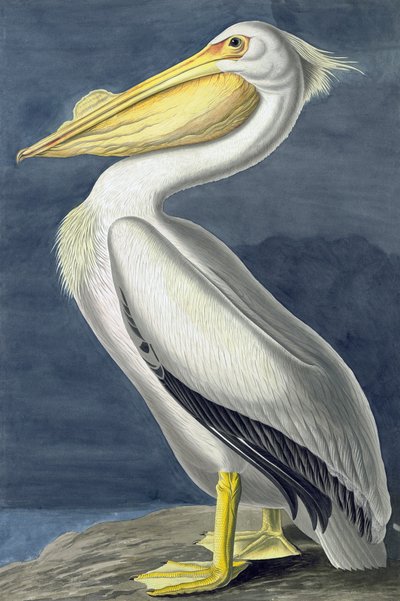 Amerikanischer Weißer Pelikan, Pelecanus Erythrorhynchos, aus "The Birds of America" von John J. Audubon, veröffentlicht 1827-38 von John James Audubon