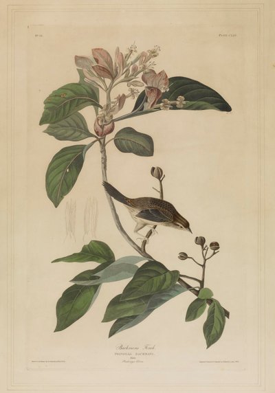  von John James Audubon