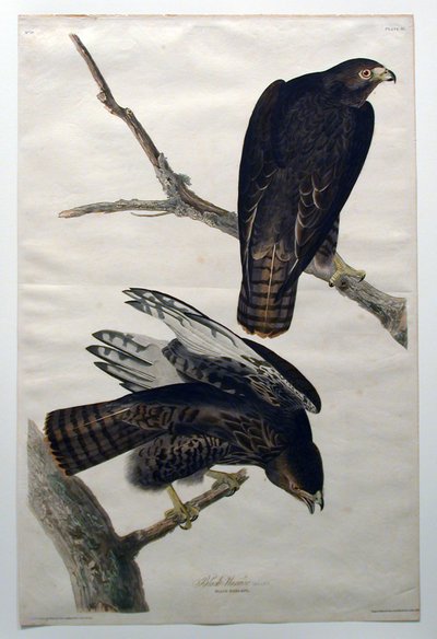 Schwarzer Krieger (Nr. 18) von John James Audubon