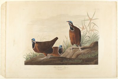 Blauköpfige Taube von John James Audubon