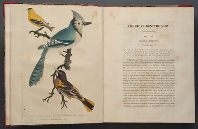 Blauhäher, Seite aus Elephant Folio (1827-38) von John James Audubon
