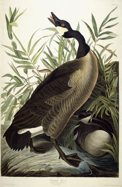 Kanadagans, ca. 1827-1838 von John James Audubon