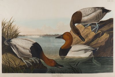 Rückenente, 1836 von John James Audubon