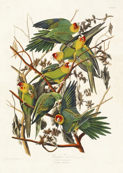 Karolinapapagei aus Birds of America (1827) von John James Audubon