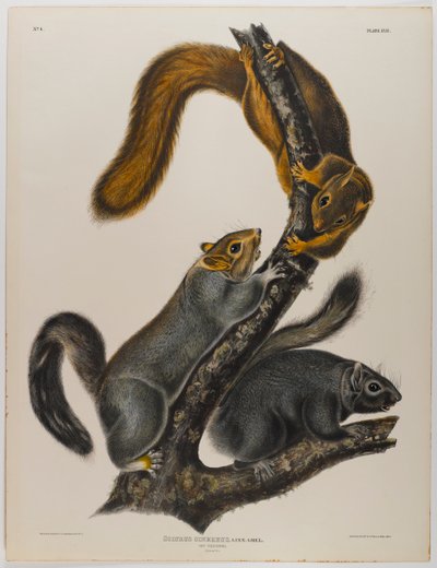 Katzenhörnchen von John James Audubon