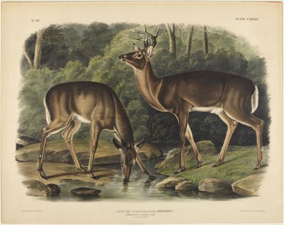 Cervus Virginianus, Pennant von John James Audubon