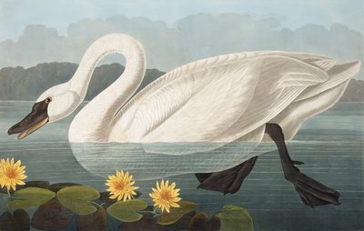 Amerikanischer Schwan, Cygnus Americanus, aus "Die Vögel Amerikas" von John J. Audubon, veröffentlicht 1827-38 von John James Audubon