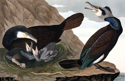 Gemeiner Kormoran, Phalacrocorax Carbo, aus „Die Vögel Amerikas“ von John J. Audubon, veröffentlicht 1827-38 (handkolorierte Gravur) von John James Audubon