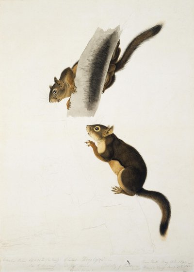 Douglas-Hörnchen von John James Audubon