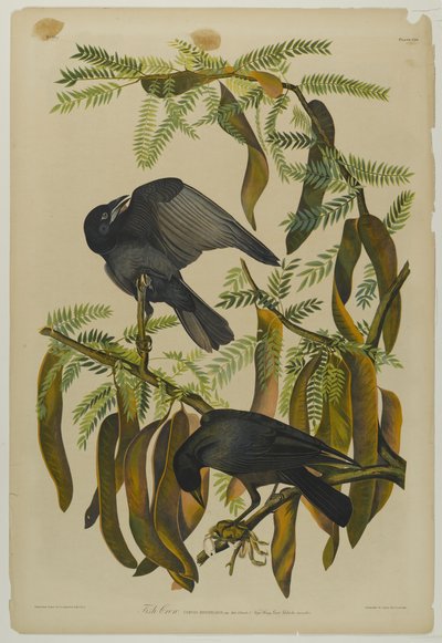 Fischkrähe, gedruckt von Julien Bien und veröffentlicht von Roe Lockwood & Son, 1861 von John James Audubon